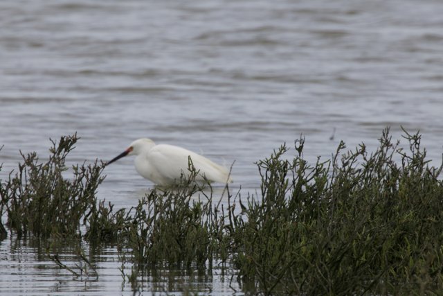 Tranquil Egret by the Water's Edge