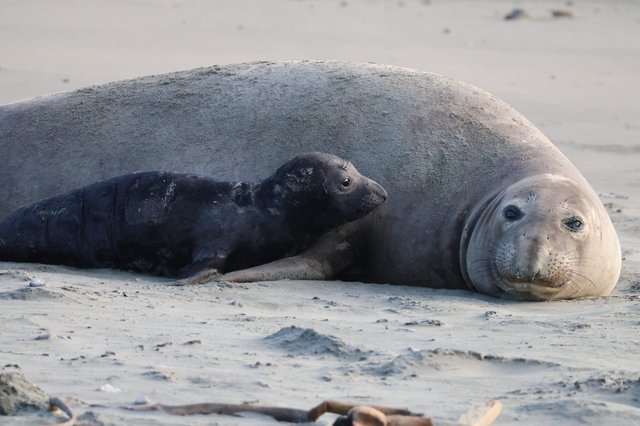 Mother Elephant Seal with Young Pup on Beach