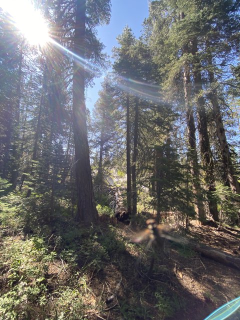 Sunlit Sequoia Grove