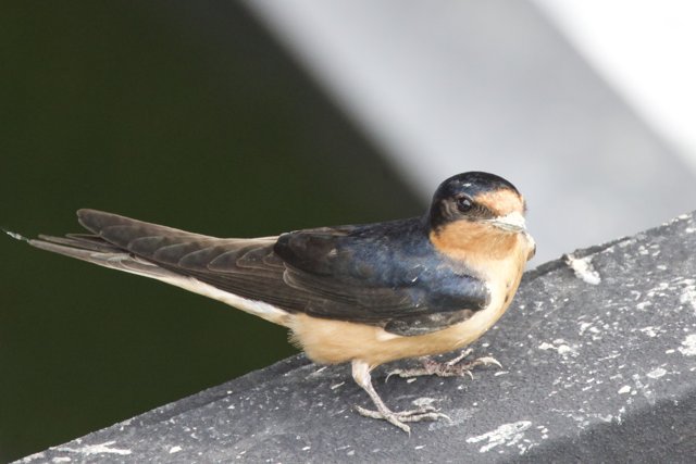 A Moment with a Swallow