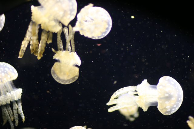 A Spectacle of Jellyfish
