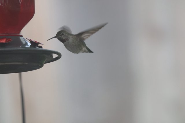 Anna's Hummingbird Hovering at Backyard Feeder
