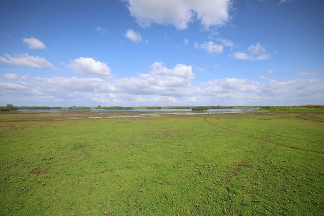 Wetland Grasslands Under Expansive Blue Sky