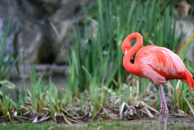 Graceful Pink Feathered Flamingo