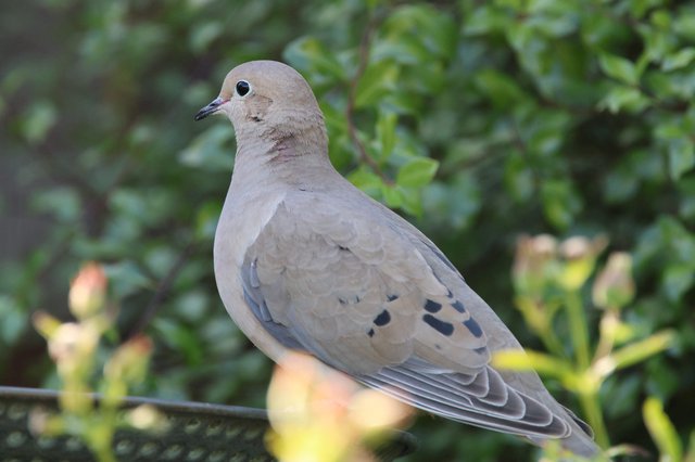 Mourning Dove Perched on Wire in Garden