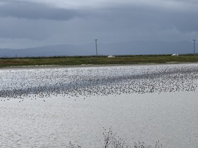 Serene Flock Over San Pablo Bay