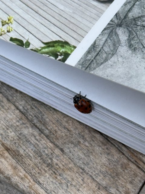 Ladybug on the Leaf's Edge