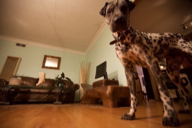 Dalmatian Dog Posing on Hardwood Floor