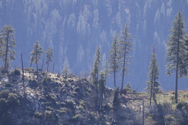 Smoky Forest Landscape with Scattered Pines on Hillside