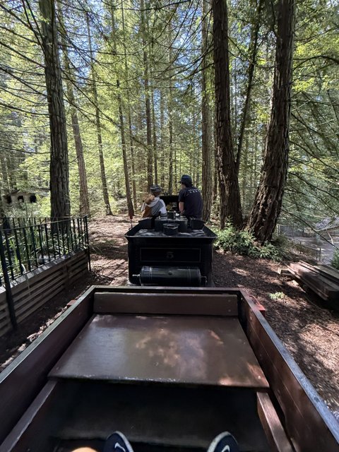 Journey Through the Redwood Grove