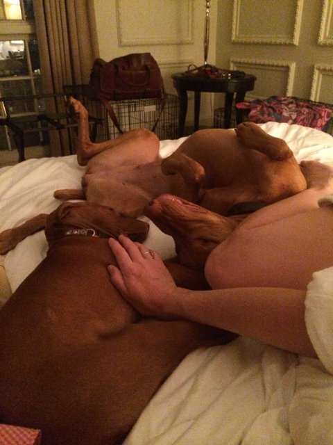 Two dogs cuddling with their human on a cozy bed