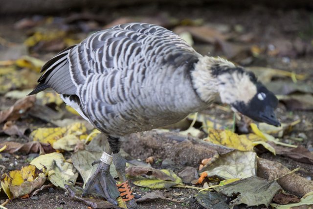 Nene Goose Amidst Fallen Leaves