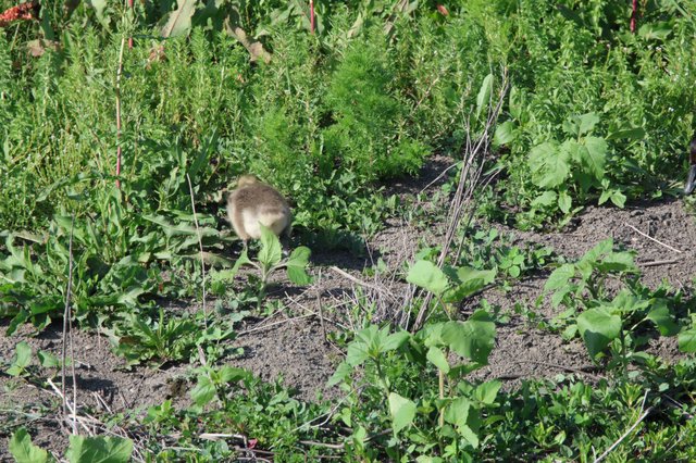 Duckling Foraging in Lush Wetland Garden Vegetation