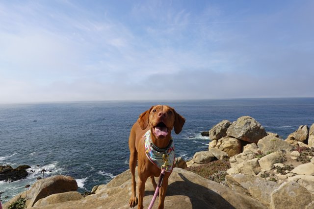Hound on the Promontory