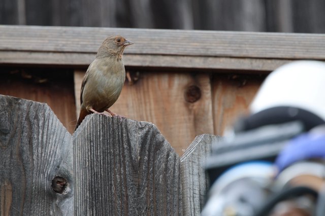 Small Brown Bird Perched on Weathered Wooden Fence