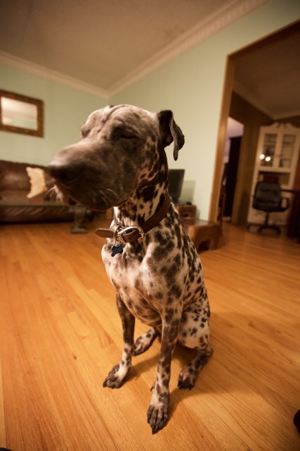 The Canine Companion on Hardwood Floor