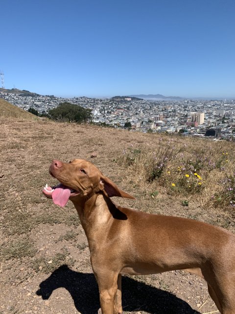 Canine View of San Francisco