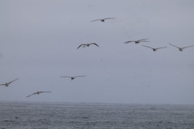 Pelicans Soaring Over Misty Ocean Waters
