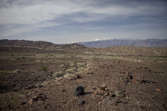 Lone Black Bear Standing in a Desolate Landscape