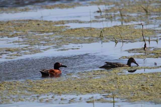 Cinnamon Teal and Female Duck in Wetland Habitat