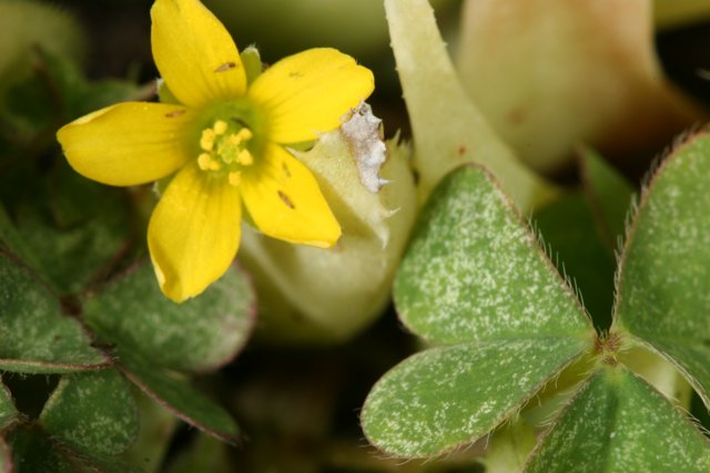 Delicate Yellow Bloom