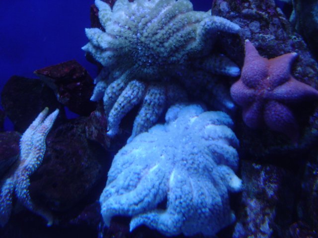 A Pair of Starfish in an Aquarium