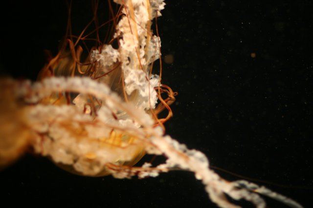 The Glow of the Underwater Jellyfish