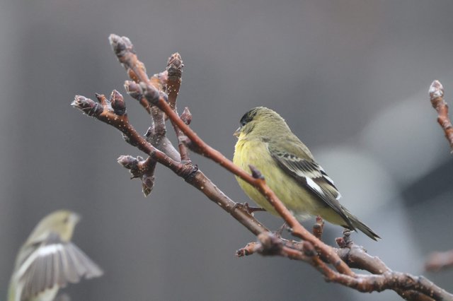 Lesser Goldfinch Perched on Winter Branch