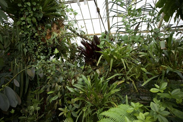 A Verdant Oasis: Greenhouse Gathering at the Golden Gate Park