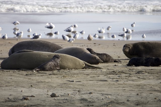 Elephant Seals Resting on Drakes Beach with Seagulls