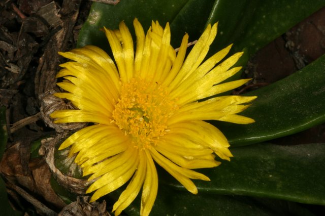 Sunny Treasure Flower