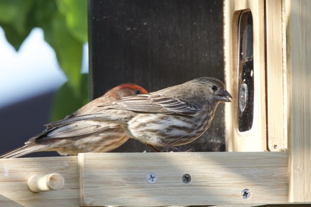 Feathered Companions at the Feeder
