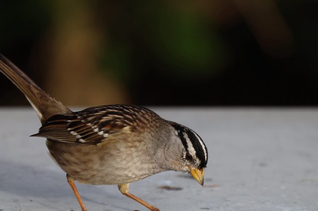 White-Crowned Sparrow Foraging on White Surface
