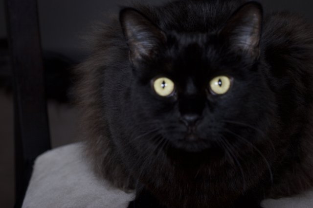 The Elegant Black Cat