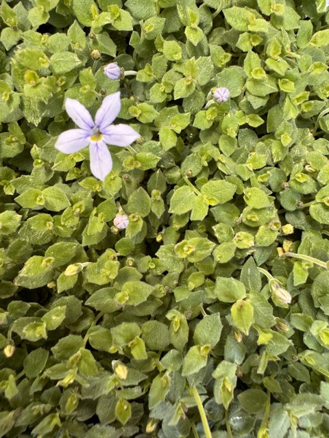 Spring Awakening: A Solitary Bloom Among Verdant Leaves