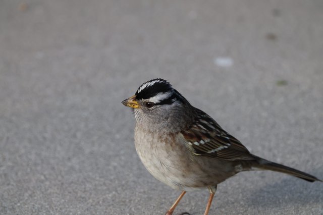 White-Crowned Sparrow Portrait on Gray Pavement