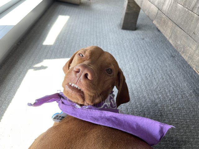 Fashionable Pup with a Purple Headscarf