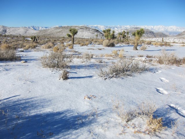 Winter Wonderland in the Desert