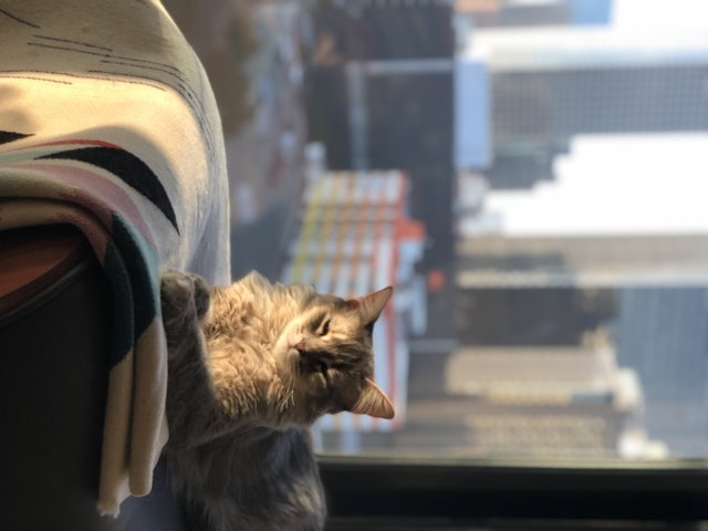 Urban Feline Observer