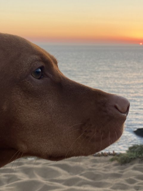 Sunset Serenade with my Canine Companion