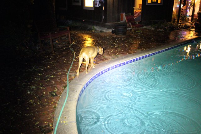 Nighttime Pool Pup