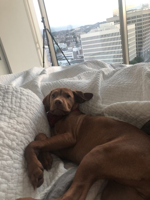 Cozy city pup: resting on linen bed with blanket