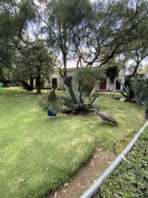 A Serene Backyard in Xochimilco