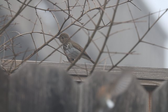 Hermit Thrush Perched Among Winter Branches