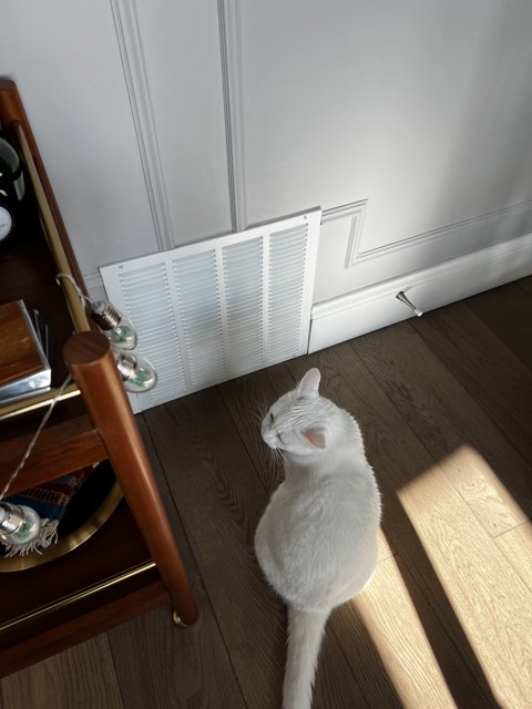 White Cat in Wooden Surroundings