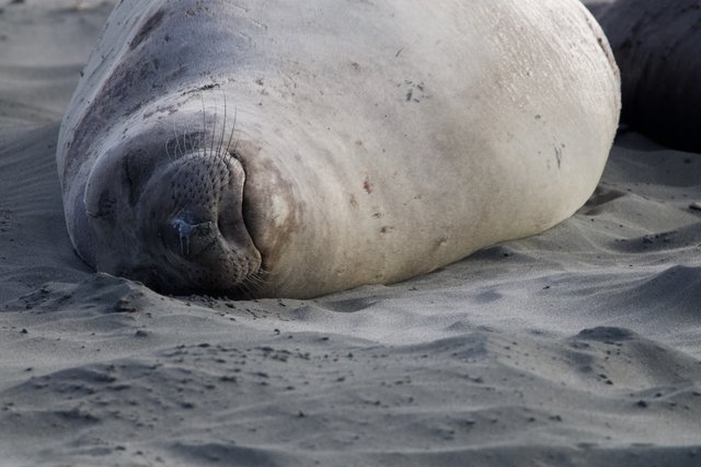 Resting Elephant Seal Pup on Sandy Beach