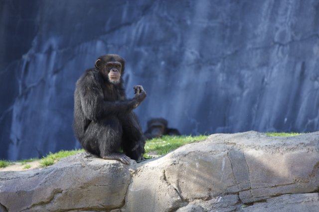 A Chimpanzee on the Rocks