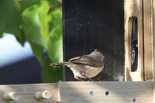 Curious Encounter at the Feeder