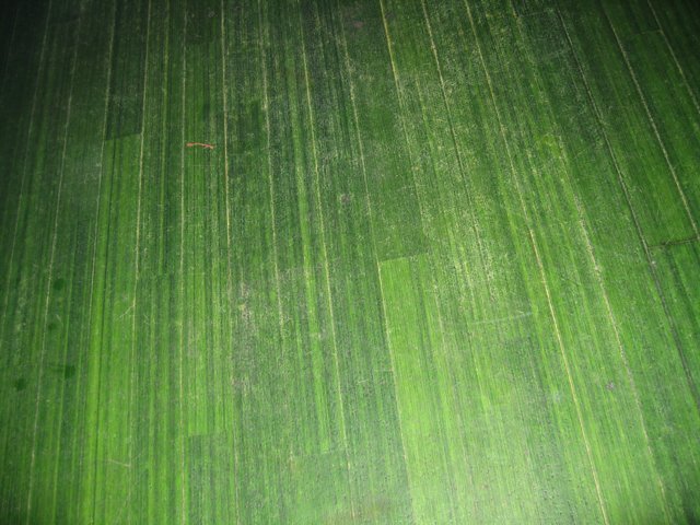 Green Leaf Texture on Wooden Floor