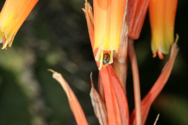 Pollen Perch